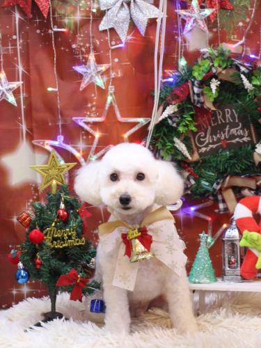 20231220ちくわくん